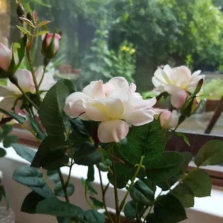 Appartement Studio- Kokon- Souterrain *