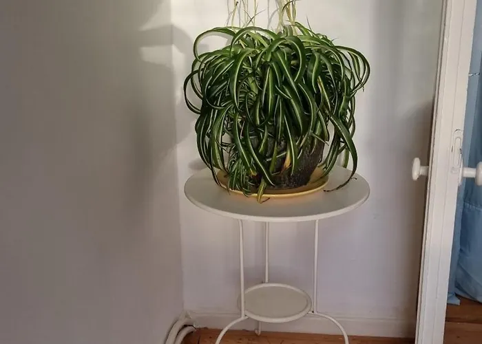 Studio- Kokon- Kellerwohnung *